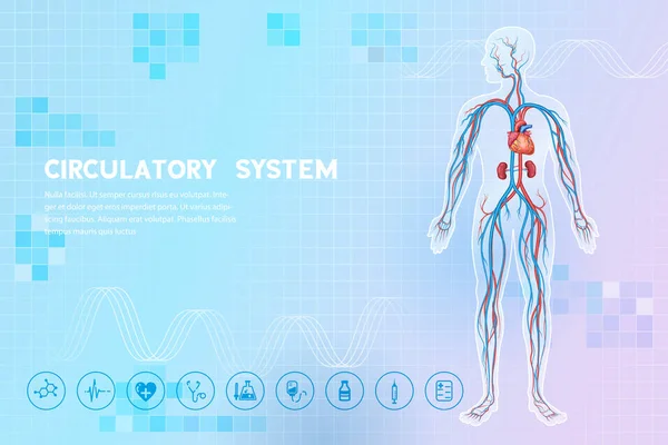 Иллюстрация Схемы Здравоохранения Медицинского Образования Анатомии Кровеносной Системы Человека Изучения — стоковый вектор