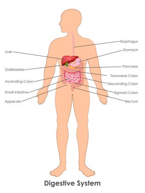 illustration of Healthcare and Medical education drawing chart of Human Digestive System for Science Biology study