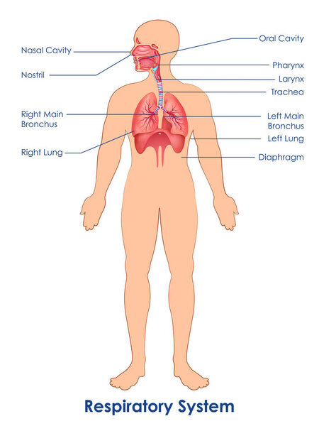 иллюстрация опыта здравоохранения и медицинского образования в изучении биологии органов дыхания человека