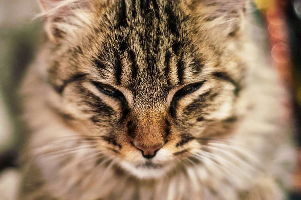 Muzzle Sleeping Fluffy Cat — Stock Photo, Image