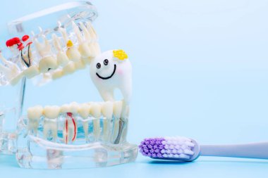 Diş hekimi protez dişler, diş etleri, yakın plan kökler. Diş Hastalıkları Konsepti