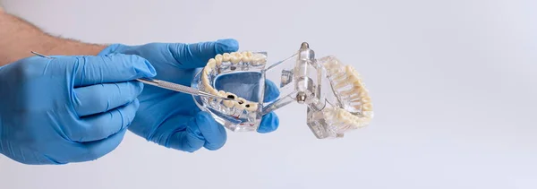 Beyaz Arkaplanda Diş Çene Modeli Tutan Diş Teknisyeni — Stok fotoğraf