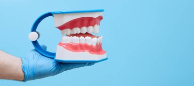 In hand dentists dental teeth teaching model showing each tooth, gum, root, implant, decay, plaque and enamel.