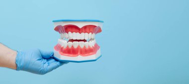In hand dentists dental teeth teaching model showing each tooth, gum, root, implant, decay, plaque and enamel.