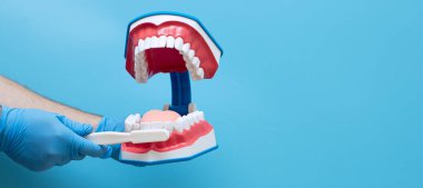 In hand dentists dental teeth teaching model showing each tooth, gum, root, implant, decay, plaque and enamel.
