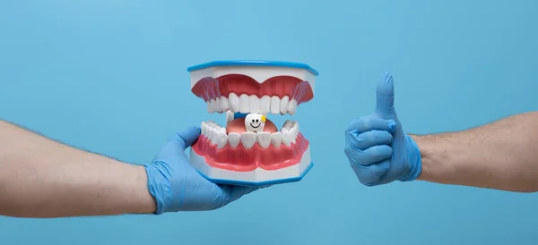 Technik Dentystyczny Trzymający Model Szczęki Dentystycznej Białym Tle — Zdjęcie stockowe