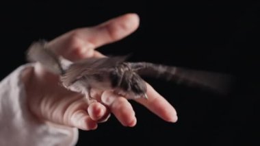 Kadın eli yutan küçük bir ahır. Hirundo rustica civcivi kanatlarını açıp, karanlık arka planda uçmayı öğretiyor. Yakın çekim görüntüsü. Kuşbilim, doğa, hayvan konsepti. Yüksek kalite 4k görüntü