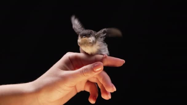 Kadın Eli Yutan Küçük Bir Ahır Hirundo Rustica Civcivi Kanatlarını — Stok video