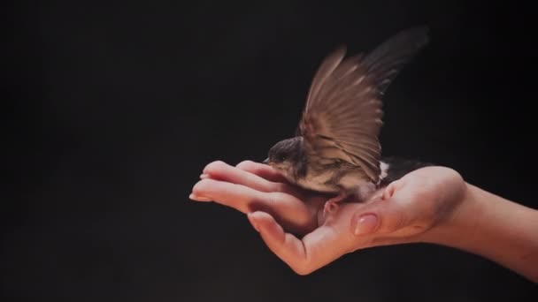 Kleine Schuur Slikken Vrouwelijke Handen Hirundo Rustica Kuiken Spreidt Vleugels — Stockvideo