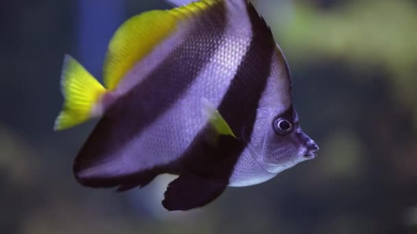 Közelkép Gyönyörű Pillangó Vagy Angyalhal Úszás Akváriumban Oceanarium Tengerfenék Színes — Stock videók