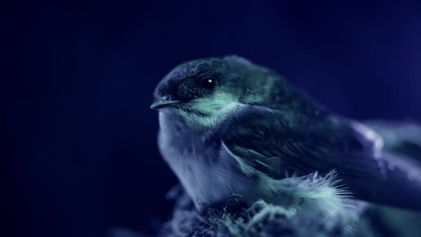 納屋の飲み込み 泥の巣に座っているヒルンド ルスティカ 青いネオンの下で鳥の雛 暗い背景 クローズアップビュー 鳥類学 自然学 動物学の概念 高品質4K映像 — ストック動画
