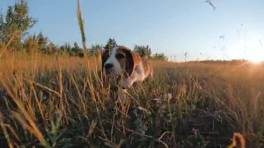 Kameraya koşan mutlu av köpeği yavrusu. Aktif köpek doğa arka planında yürüyüş yaparak iyi vakit geçiriyor. Şirin köpekçik. Av cinsi. Yüksek kalite 4k görüntü