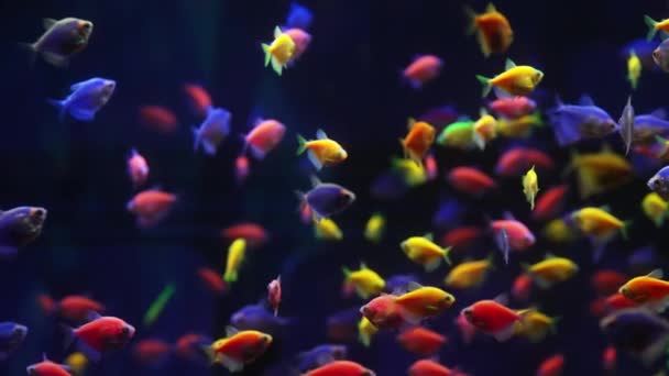 熱帯色の魚 水族館でGymnocorymbus Ternetzi魚水泳 蛍光遺伝子操作水中の小便住民のビュー カラフルな自然落ち着いた背景 — ストック動画