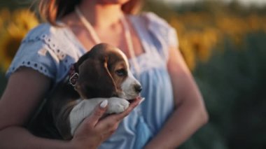 Güzel ayçiçeği tarlasında sahibi olan küçük bir köpek yavrusu. Kadın, arka planda köpeğini okşuyor. Sevimli bir hayvan, ailenin yeni üyesi. Yüksek kalite 4k görüntü