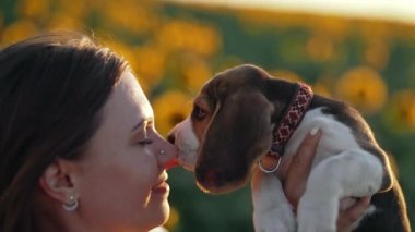 Küçük köpek yavrusu sahibinin yüzünü sevgiyle yalıyor. Mutlu köpek, kırsal kesimde, ayçiçeği tarlasında iyi vakit geçiriyor. Şirin köpek. Av cinsi. Yüksek kalite 4k görüntü