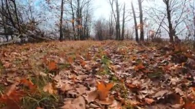 Ormanda sonbahar altın doğası. Kamera yere düşen portakal yapraklarından geçiyor. Sonbahar manzarası. Yüksek kalite 4k görüntü