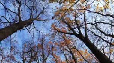 Ormanda sonbahar doğası. Gökyüzü, ağaç tepeleri. Kamera hareket ediyor, Ekim ya da Kasım. Sonbahar manzarası, kırsal kesimde seyahat. Yüksek kalite 4k görüntü