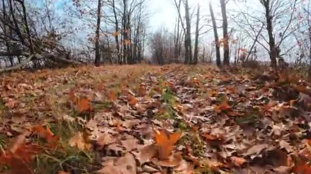 Őszi Arany Természet Erdőben Kamera Halad Előre Lehulló Narancssárga Levelek — Stock videók