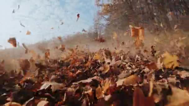 Осіння Дорога Оранжеве Листя Розкидане Рухом Автомобіля Вид Знизу Осінній — стокове відео