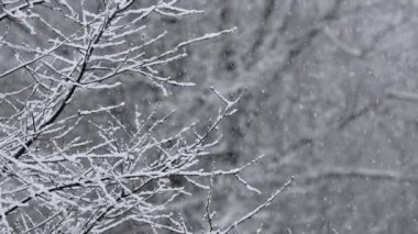 Ormana çok sakin kar yağıyor. Kış, soğuk hava, kar. Romantik harikalar diyarı. Sihirli manzara, güzel Noel arkaplanı. Ağır çekim. Yüksek kalite 4k görüntü
