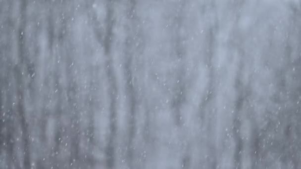 Настоящий Снегопад Зимний Снег Фоне Леса Абстрактные Частицы Белой Пыли — стоковое видео