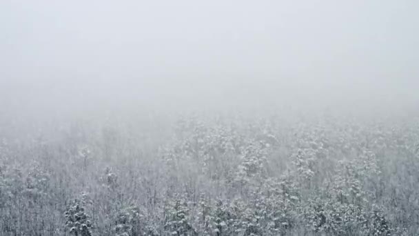Caída Nieve Muy Dura Las Montañas Fondo Del Bosque Invierno — Vídeos de Stock