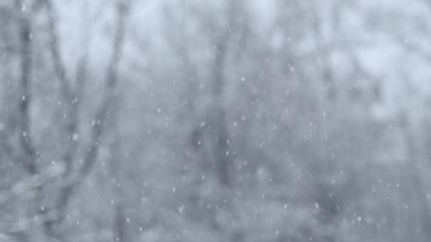 真正的降雪 冬天的降雪在森林树木的背景上 摘要白色尘埃颗粒 完美的圣诞或新年项目 是的高质量的4K镜头 — 图库视频影像