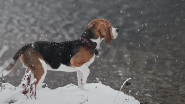 Bellissimo Cucciolo Beagle Sul Fiume Costa Sotto Neve Caduta Inverno — Video Stock