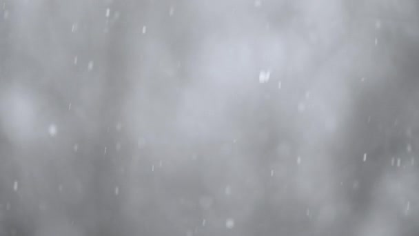 Echte Sneeuw Wintersneeuw Achtergrond Van Bosbomen Abstract Witte Stofdeeltjes Sneeuwvlokken — Stockvideo