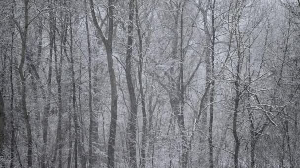 Πέφτει Πολύ Ήρεμο Χιόνι Στο Δάσος Χειμώνας Κρύος Καιρός Χιονόπτωση — Αρχείο Βίντεο