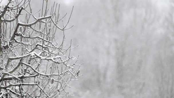 Πρώτο Χιόνι Φόντο Δέντρα Χνουδωτές Νιφάδες Χιονιού Αληθινός Χειμώνας Κρύος — Αρχείο Βίντεο