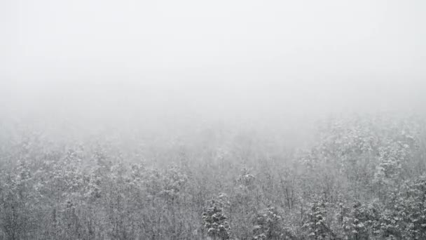 Pada Naprawdę Silny Śnieg Górach Tle Lasu Zima Zimna Pogoda — Wideo stockowe