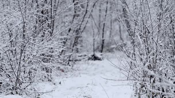 Lesie Pada Naprawdę Spokojny Śnieg Zima Zimna Pogoda Opady Śniegu — Wideo stockowe