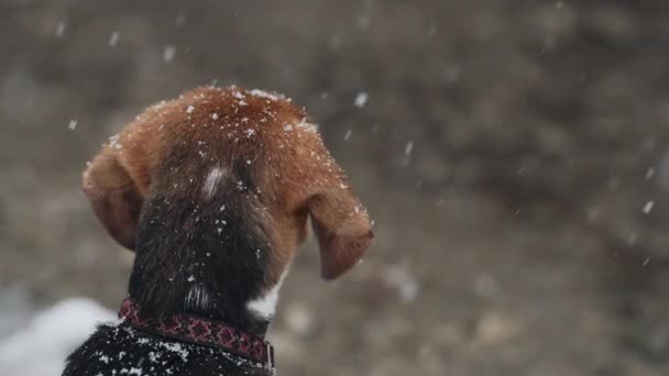 冬の雪の下で素敵なビーグル子犬 街の外で雪の自然を背景に歩いてかわいい犬 愛らしいヤングドギー 高品質4K映像 — ストック動画