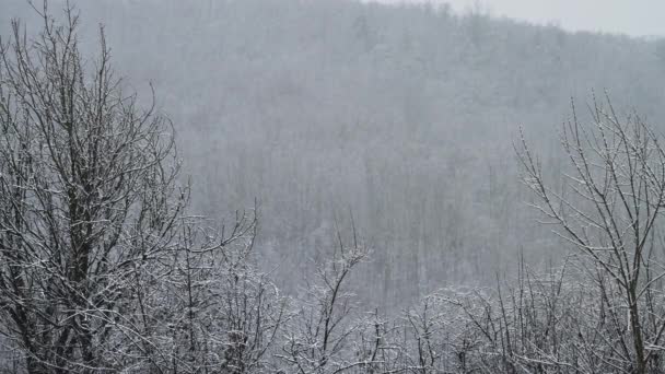 初雪の背景 ふわふわの雪片を持つ木の枝 本当の冬 寒い天候 ロマンチックな不思議の国 魔法の風景 美しいクリスマス スローモーション 高品質4K映像 — ストック動画