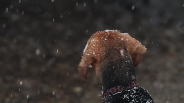 Mooie Beagle Puppy Aan Kust Rivier Onder Vallende Sneeuw Winter — Stockvideo