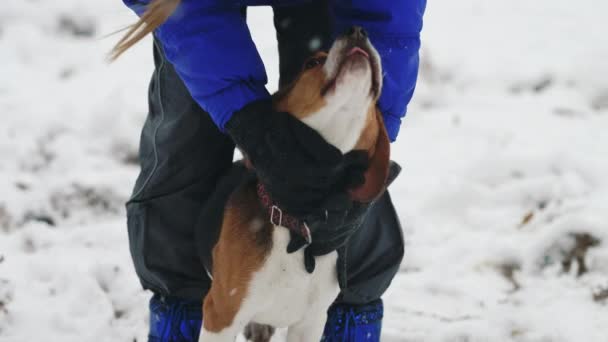 Γυναίκα Παίζει Σκύλο Μεγάλα Αυτιά Χειμερινή Φύση Φόντο Αστείο Κουταβάκι — Αρχείο Βίντεο
