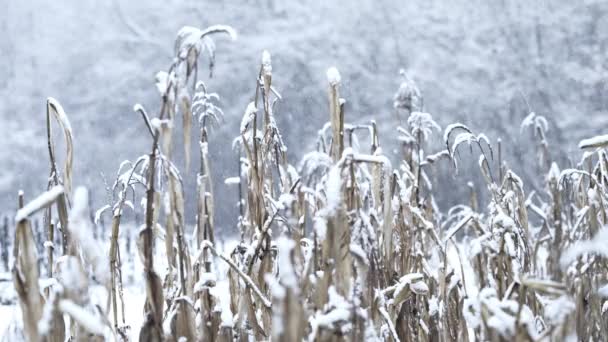 Pole Kukurydzy Pod Opadami Śniegu Roślina Puszystymi Płatkami Śniegu Prawdziwa — Wideo stockowe