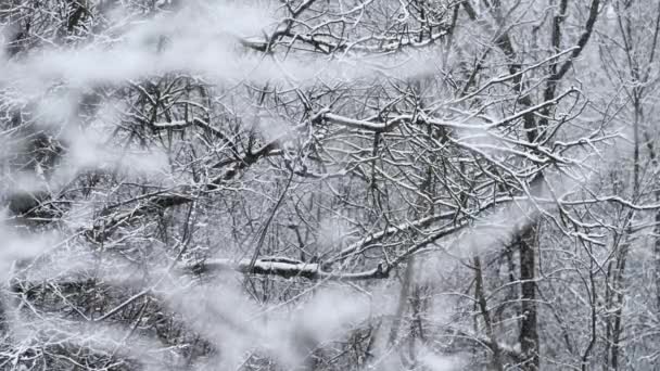 Kar Yağışı Arka Planı Kabarık Kar Taneleri Olan Ağaç Dalları — Stok video