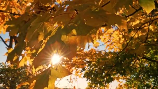 Φθινοπωρινό Φόντο Χρυσή Φύση Κλάδος Σφενδάμνου Πτώση Τοπίο Ηλιακές Εκλάμψεις — Αρχείο Βίντεο