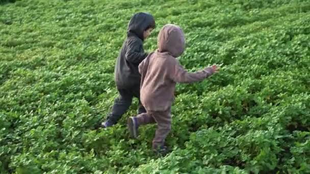 Kleine Gelukkige Jongens Tweeling Rennend Het Groene Mosterdveld Jeugd Warme — Stockvideo
