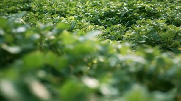 マスタードは農場 野菜畑で成長しています 緑の若い開花植物 プランテーション 春の日 高品質4K映像 — ストック動画