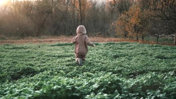 Kleine Gelukkige Jongen Loopt Vrolijk Het Groene Mosterdveld Jeugd Warme — Stockvideo