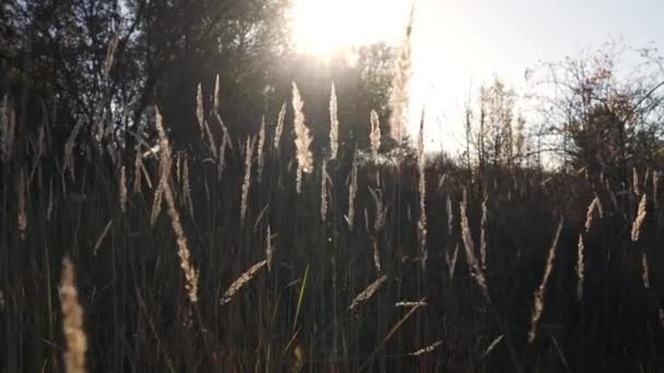 自然の秋の自然 カメラはふわふわの葦の草の間を進む 太陽は輝いている 黄金の時間 高品質4K映像 — ストック動画