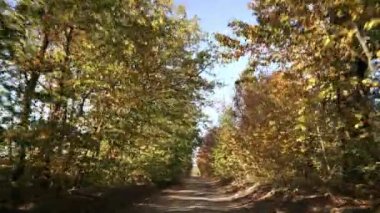 Sonbahar altın doğası. Kamera boş toprak yol kırsalında ilerliyor. Sonbahar manzarası, güneş parlaması. İnanılmaz renkli bir Ekim ayı. Yüksek kalite 4k görüntü