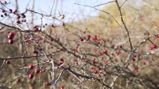 Ripe Rose Hips Branches Late October Medicinal Berries Rosa Canina — Stock Video