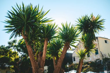 Sabah güneşinin parladığı yeşil palmiye dalları. Eski Yunanistan 'daki palmiye ağacının manzarası. Seyahat, tatil konsepti. - Evet. Yüksek kalite fotoğraf