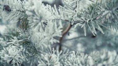 Pine, spruce branches covered by snow, hoarfrost. Snowbound conifer tree. Winter frosty morning in forest. . High quality 4k footage