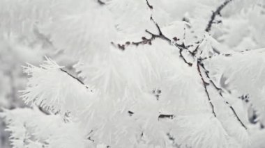 Branches covered by hoarfrost, first snow, icy crystals. Winter frosty morning in forest. Beautiful landscape, tree swaying on cold wind. Dolly shot. High quality 4k footage