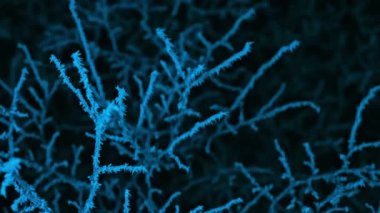 Branches covered by hoarfrost, first snow, icy crystals, night. Neon color light. Beautiful landscape, tree on dark sky background. High quality 4k footage